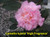 Camellia High Fragrance 3 Gallon