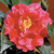Camellia Bob Hope 3 Gallon