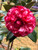 Camellia Bobbie Fain Variegated 3 Gallon