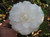 Camellia Alba Plena 3 Gallon