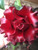 Camellia Black Magic 3 Gallon