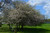 Crabapple Native #5