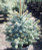 BLUE SPRUCE  4-5' BB