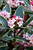 Pink bloom clusters and variegated foliage on Daphne Odora shrub