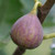 Fig MAGNOLIA #1