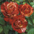 Rose Climbing 'Tropical Lightning' WEEKS