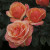 Rose 'Annas Promise' WEEKS