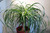 Pony Tail Palm 34.99