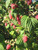 RASPBERRY JACLYN #1