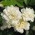 Rose climbing  'White Lady Banks' #3