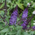 Butterfly Bush Pugster Blue®  #2