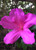 Azalea 'Formosa' #3