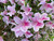Azalea 'George Taber'#3