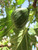 Fig KADOTA #3