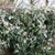 Clematis armandii 'Snowdrift'  #5