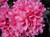 Azalea 'Coral Bell'  #3
