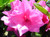Azalea 'Pink Ruffle' #3
