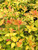 Abelia ' CANYON CREEK ' #3