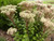Sedum matrona 1 GALLON