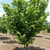 American Hazelnut Native #1