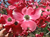 Dogwood 'Cherokee Chief'  #3