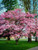 Dogwood 'Cherokee Brave' #7