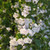 Nepeta Calamintha QT