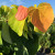 Redbud The Rising Sun™ #15