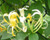 Honeysuckle 'Halls'  #1