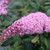 Butterfly Bush Pugster Pink® #2