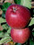 Apple 'Red Delicious' #5