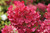 Hydrangea Diamond Rouge®  #3