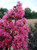 CRAPEMYRTLE PLUM MAGIC #3
