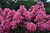 Crapemyrtle ' CORAL MAGIC'  #3