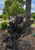Crapemyrtle Thunderstruck™ White Lightning™ #3