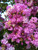 Crapemyrtle 'Muskogee' #5