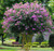Crapemyrtle 'Muskogee' #5