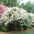 CRAPEMYRTLE 'NATCHEZ' #5