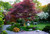 Japanese Maple 'Emperor I®'  #5