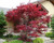 Japanese Maple 'Oshio-Beni' #7