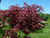 Japanese Maple Dwarf Red Seedling  #3
