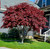 Japanese Maple 'Fireglow'  #5