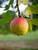 Apple 'Gala' #5 Apple 'Gala' #5