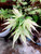 Japanese Maple 'Ukigumo' #5-6'