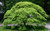 Japanese Maple 'Viridis' #2