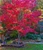 Japanese Maple 'Fireglow' #7