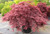 Japanese Maple 'Red Dragon'  3-4FT