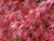 Japanese Maple 'Red Dragon'  3-4FT