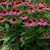 ECHINACEA CONEFLOWER