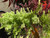 Japanese Maple 'Ukigumo' #1